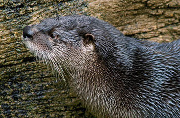 River Otter (Lutra canadensis)