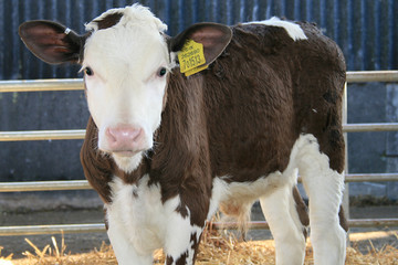 calf © Andi Taranczuk