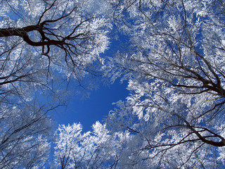 Baumkronen mit Frost