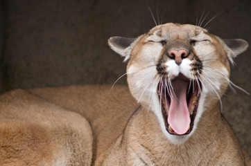 Fototapeta premium Yawning Mountain Lion (Puma concolor) 