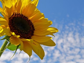 Sonnenblume