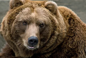 Tuinposter Brown Bear (Ursus arctos) © Dean Pennala