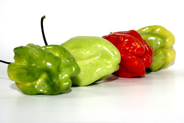 Vier runde Chilischoten