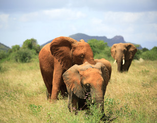 Fototapeta na wymiar Rodzina słoni Samburu National Park, Kenia, Afryka.