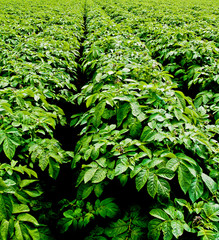 Fototapeta premium Potato farm
