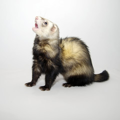 furet 1