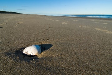 Wide angle photo of an isolated seashell on a sandy beach