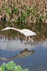 FISHING BIRD
