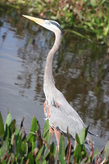 PORTRAIT OF A BLUE HERON