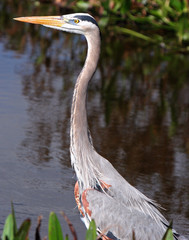 PORTRAIT OF A BLUE HERON