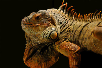 Leguan 1