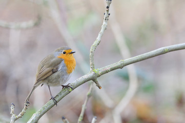 rouge gorge Erithacus rubecula rouge-gorge