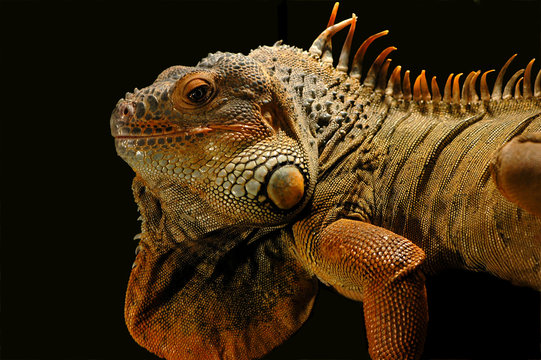 Leguan 1
