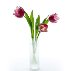 tulips on white