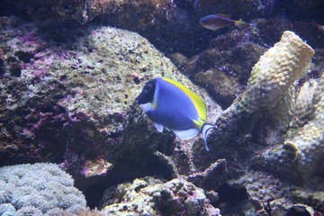 Obraz na płótnie Canvas Blue reef fish