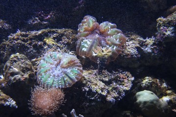 coral reef