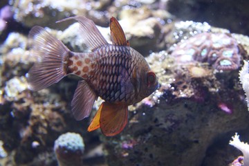 reef fish