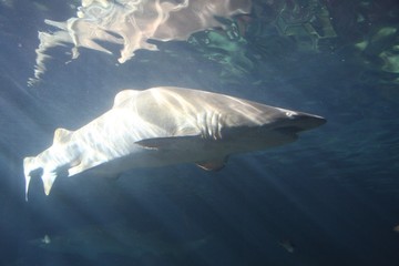 Shark 2
