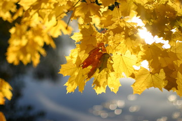 Herbst_3