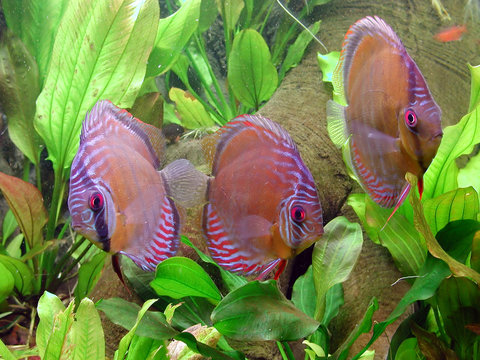 Diskusfische im Pflanzenaquarium