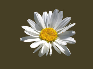 Margeritenblüte