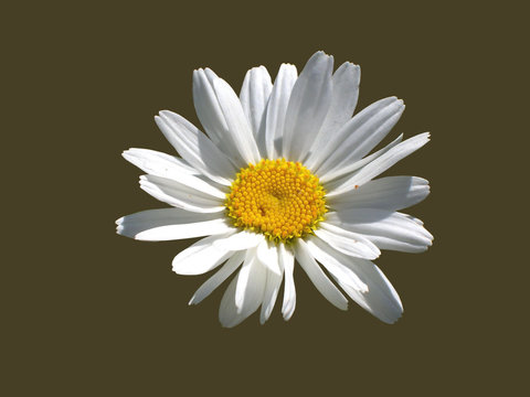 Margeritenbl&uuml;te