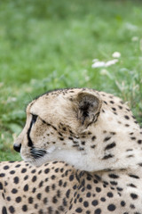 Acinonyx jubatus face