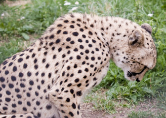 Acinonyx jubatus