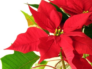 poinsettia with red leaves