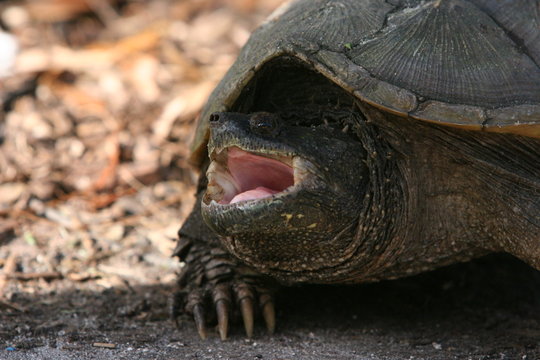 SIDE VIEW OF A TURTLE