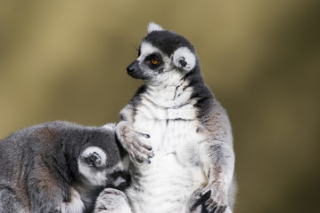 Ring Tailed Lemur (Lemur Catta) - landscape orientation