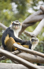 Obraz premium Mother Monkey grooming Her Son in the trees.