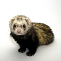 furet 8
