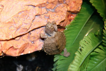 BABY TURTLE