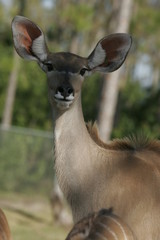 FRIENDLY DEER IN THE SHADOWS