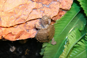 TURTLE CLIMBING A ROCK