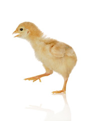 Baby chicken on the move