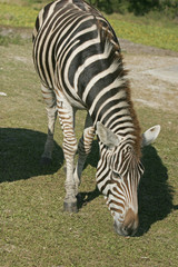 Fototapeta na wymiar zebra closeup