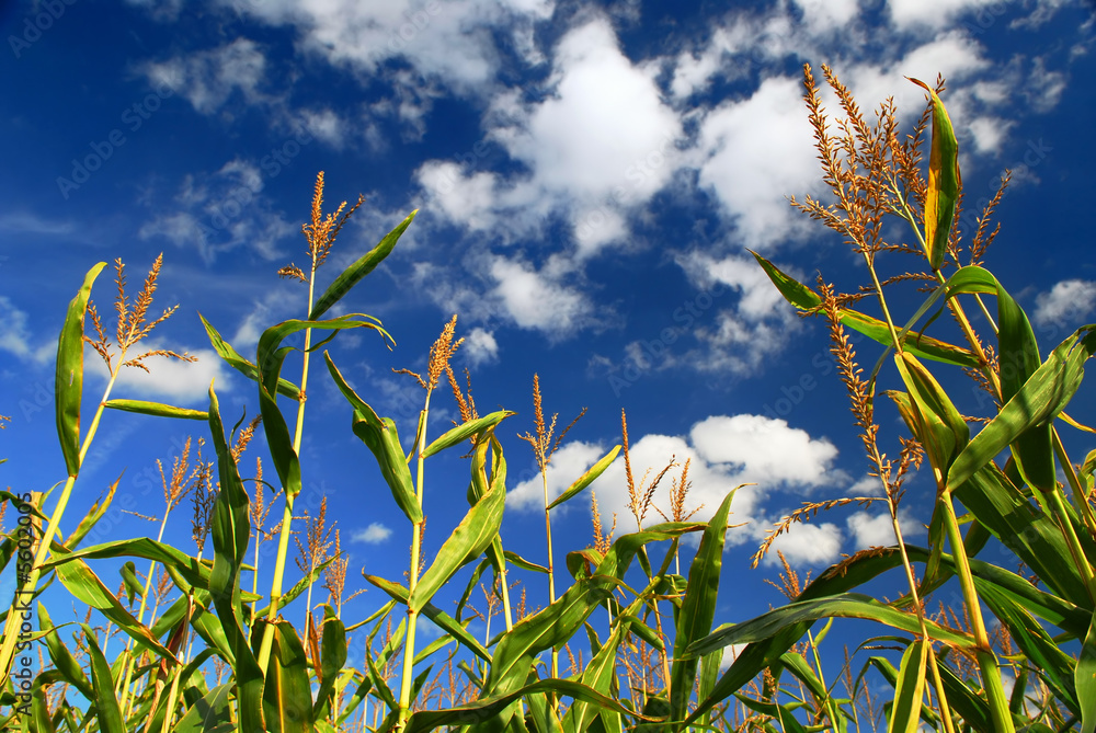 Wall mural farm field with growing corn under blue sky