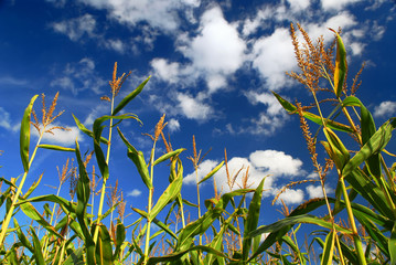 Farm field with growing corn under blue sky © Elenathewise