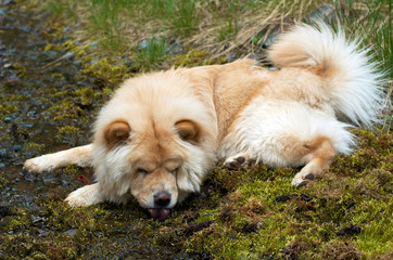 Tired chow-chow dog to drink from small creek