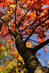 Fototapeten Autumn maple tree with red leaves in the fall forest © Elenathewise