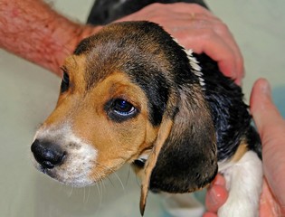 Beagle in the Bath
