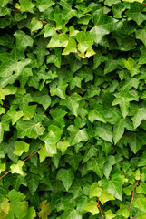 Abstract background of lush green ivy leaves