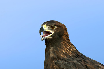 Golden Eagle