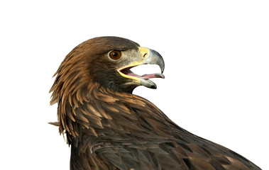 Golden Eagle isolated on white