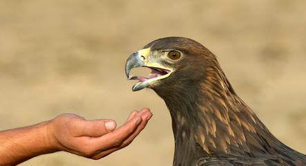Golden Eagle and hand