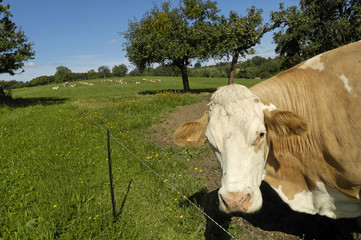 vache au pré
