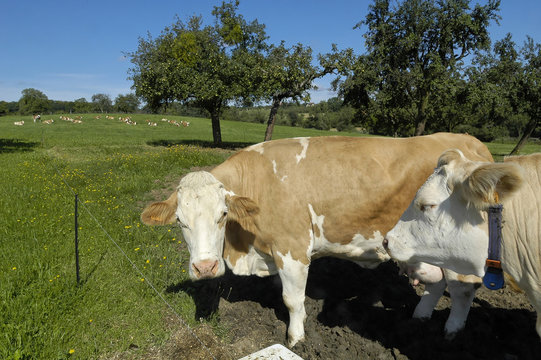 vache au pr&eacute;