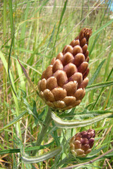 Leuzée confifère,aude,pyrénées